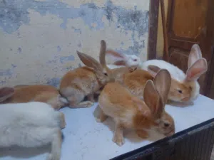 بسم الله الرحمن الرحيم للبيع بسعر حارق فراخ اوكراني اصفر /ابيض عمر شهرين اهلي مستوردها