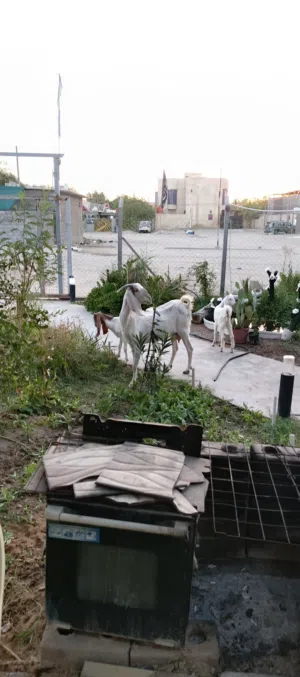 صخله فغانيه للبيع ورآها ثنين نثيه وفحل مكاني البصره الخور الزبير