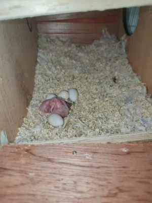 Love birds albino red eyes