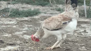 متاح بيض دجاج دندرواي خط اول