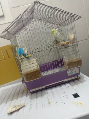 طيور بروش متزاوجين