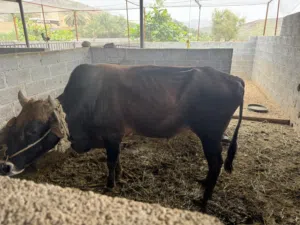 للبيع ثور عماني