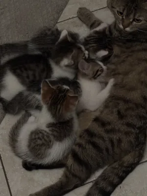 قطط للتبني - kittens for adoption