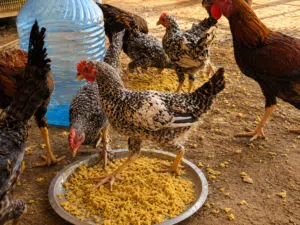 دجاج عرب نشط وبحالة جيدة فراريج