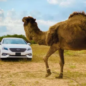 الفخر بن نايل 