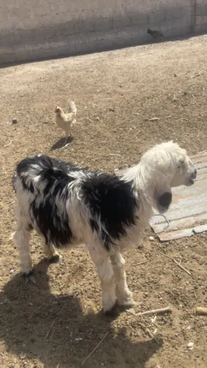 كبش نجدي ماشاءالله من حلال بني سعيد