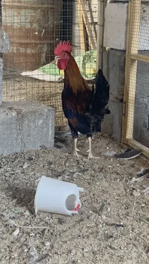 العنوان البصره