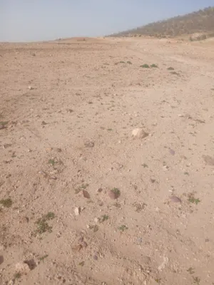 Farm Land for Sale in Salt Al Subeihi