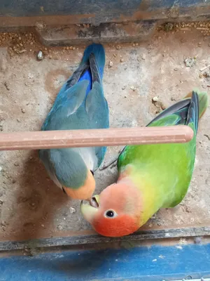 Parrots1