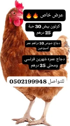 دجاج للبيع وبيض