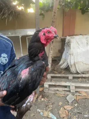 طير باكستاني