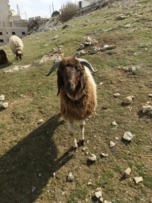 متوفر خرفان ثقال خروف ذكر اوزان مختلفه للي يدور عقيقه نذر فدو يعبي ثلاجتو برمضان ابشر بلي يبيض وجهك