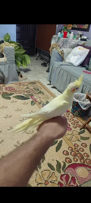 Birds4