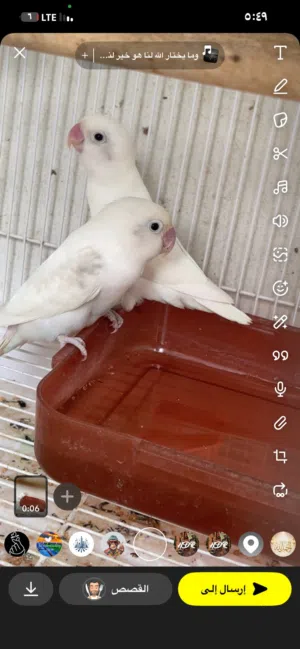 روز طيور لون ابيض نادر زوج