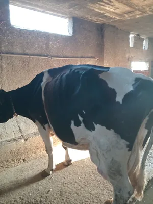 ‏أبقار‏3
