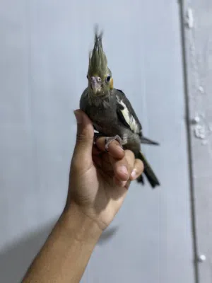 كوكتيل افراخ