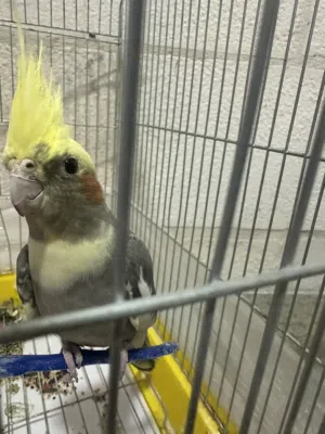 طير الكوكتيل للبيع