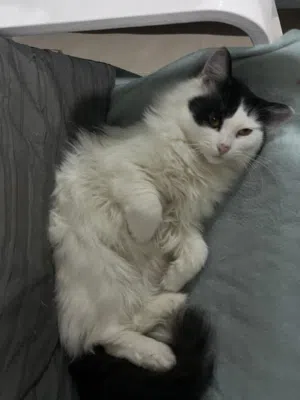 Persian cats for adoption male and female. Trained to litter box. Vaccinated and in good health