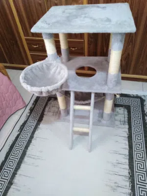 خداشة خداشة قطط للبيع