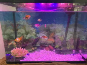 Accovarium with fishes