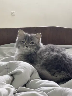 قطة او بزونة للبيع نثية