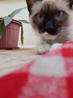 قط سيامي راغدول لون العيون زرقاء وهي علامة فارقة للقطط السيامية الاصيلة