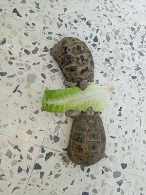 ‏سلاحف‏1
