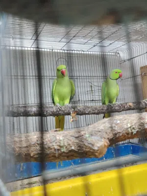 جوز دره هندي حبات تربل جامبو للبيع عمان خريبة السوق  للتواصل باقي التفاصيل بل وصل