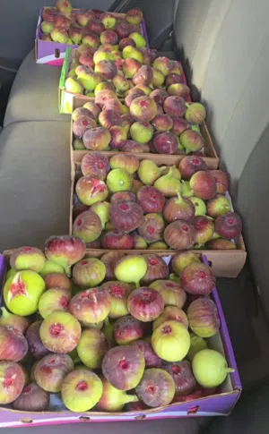 كرتون تين سكري