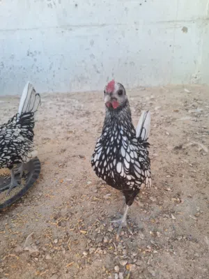 سبرايت للبيع