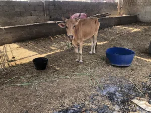 للبيع بقره وثور عمانيات