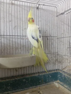 ذكر كوكتيل لاتينو بصمه