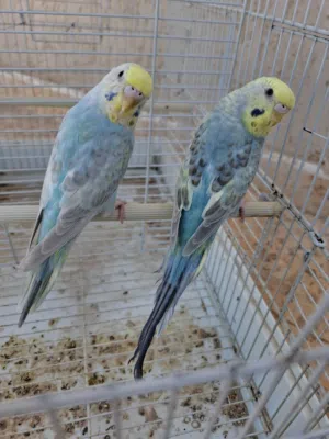 زوز اناث حجم ولون