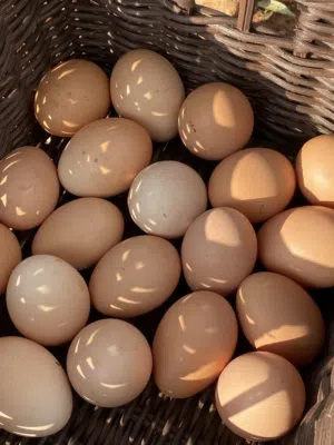 بيض بلدي مخصب ومكفول إن شاء الله