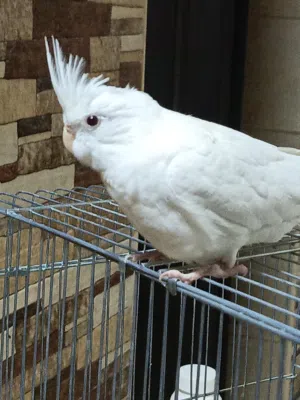 جوز فراخ كوكتيل ابيض البينو عين حمراء العمر 4 شهور