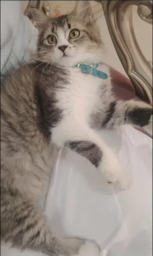 قط ذكر جميل ولطيف يحب اللعب معتاد على استعمال الرمل