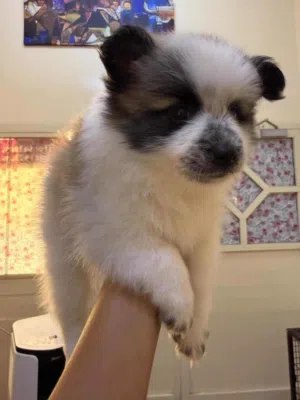pomeranian poodle