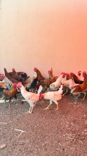 دياكة للبيع