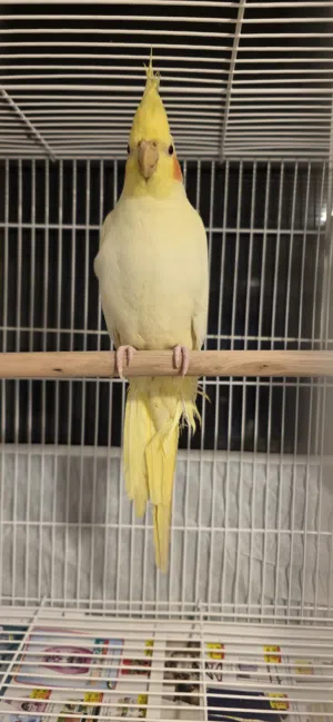 The bird is male and female.