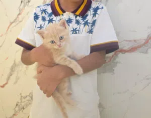 قطة لطيفة للتبني مجانا cute little kitten for free adoption