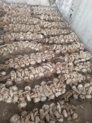 140 كيلو ثومة بلدية ناشفة