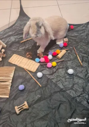 Mini lop rabbit for sale with cage food litterbox and accessories