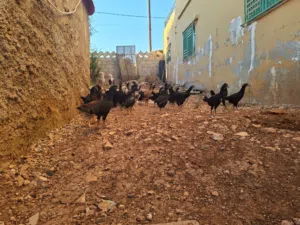 فراخ دجاج باكستاني