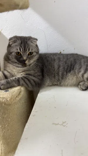 Scottish fold female