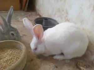 ‏أرانب‏0