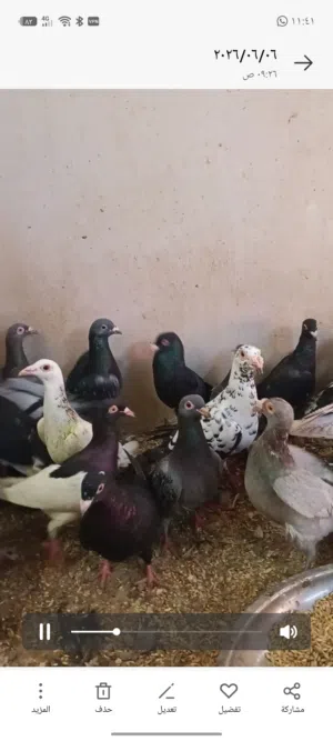 حمام انواع