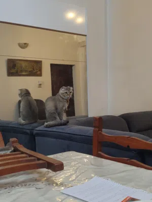 قط سكوتش فولد