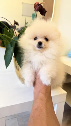 Boy pomeranian