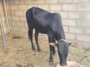 لبيع عجل سمين فول فول لي يريد ذبيحه وافيه ماشاءالله