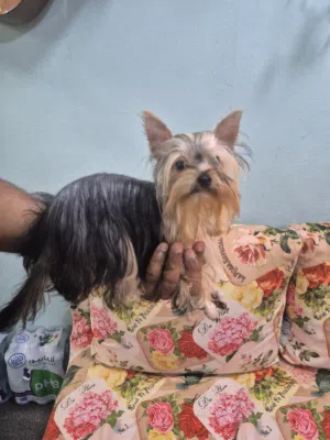 Yorkshire terrier teacup female puppy for sale
